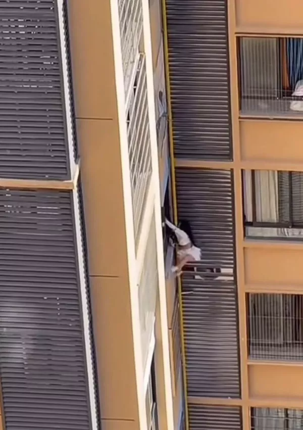 Rešil jo je sosed. / Foto: Zajem Zaslona