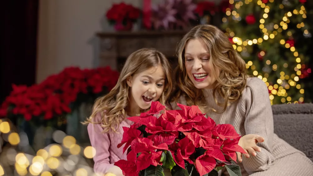 Razlogov za podarjanje božične zvezde je res veliko. Foto: Stars for Europe