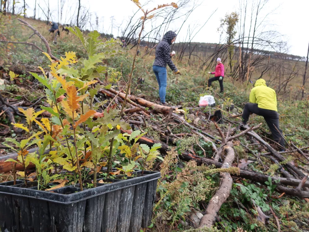 Pogozdovanje Krasa 2024, prostovoljci / Foto: Nataša Bucik Ozebek
