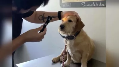 Kužek ni bil slep, le ljudje ga niso zanimali. Foto: reševalna ekipa za živali