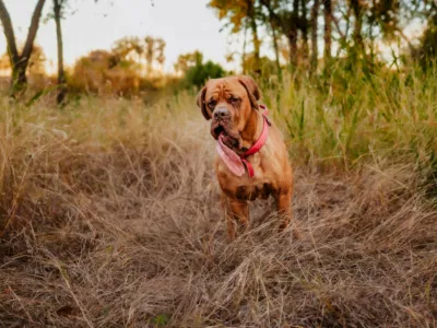 Ozzy med tekom / Foto: Guinnessworldrecords