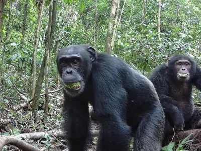 Two male chimpanzees eat the plum-like fruit of the evergreen Parinari excelsa tree at Tai National Park in the Ivory Coast, June 14, 2021, in this picture obtained by Reuters on September 16, 2025. Aleksey Maro/UC Berkeley/Handout via REUTERS  THIS IMAGE HAS BEEN SUPPLIED BY A THIRD PARTY. MANDATORY CREDIT. NO RESALES. NO ARCHIVES. REFILE - CORRECTING FROM "RELEASED ON SEPTEMBER 27" TO "OBTAINED BY REUTERS ON SEPTEMBER 16".