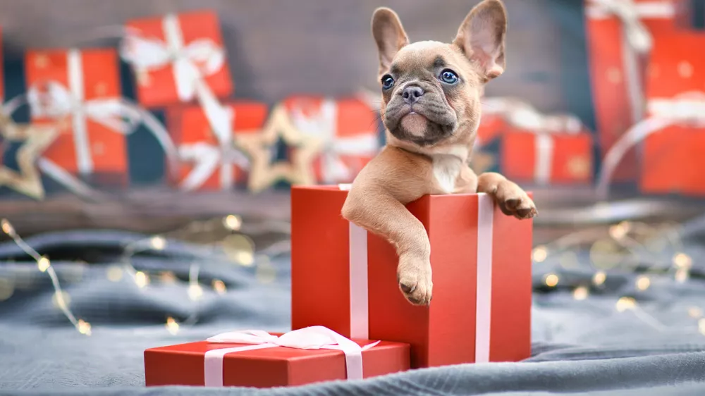 Cute French Bulldog dog puppy peeking out of red Christmas gift box with ribbon surrounded by seasonal decoration