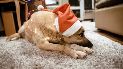 Cute Dog with santa hat and Christmas lights laying cozy on the carpet in living room / Foto: Biserka Stojanovic, Getty Images