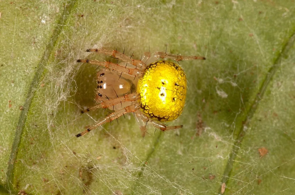 Slovenci na Madagaskarju odkrili novi rod pajkov