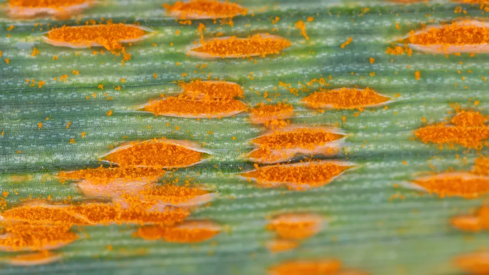 Puccinia allii. Slika je simbolična. / Foto: Istock