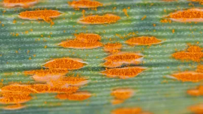 Puccinia allii. Slika je simbolična. / Foto: Istock