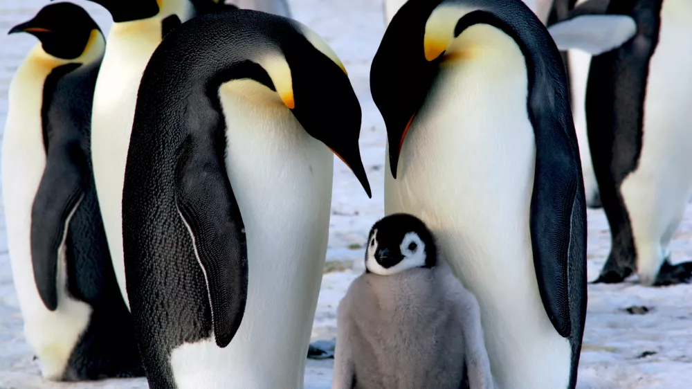 Emperor penguins with chick / Foto: Bernardbreton