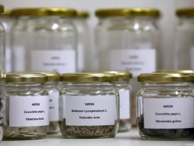 - Društvo varuhi semen Maribor - projekt semenska knjižnica - slovenska avtohtona semena- Digitalni herbarij semenske knjižnice - projekt Urbanih brazd, programskega sklopa EPK, - rastlinska banka semen avtohtonih, domačih in tradicionalnih vrst ter sort kulturnih rastlin, ki si jih je mogoče izposoditi za gojenje. ///FOTO: Luka Cjuha OPOMBA: ZA OBJAVO V PRILOGI – DNEVNIKOV OBJEKTIV - REPORTAŽA 2012