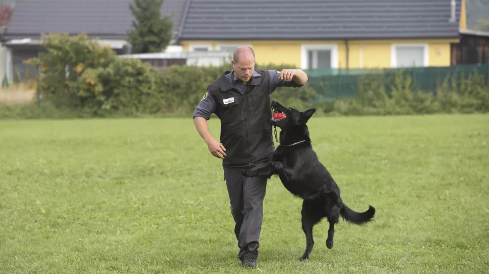 ﻿- policijski službeni pes - - 09.10.2018 - Policijska postaja vodnikov službenih psov Ljubljana – Gmajnice - Oddelek za šolanje službenih psov  //FOTO: Bojan Velikonja