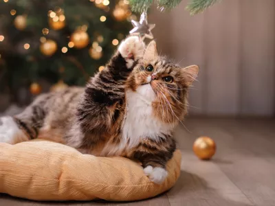 Muca med igranjem z okraskom. Dama se včasih rada poigra. / Foto: Istock