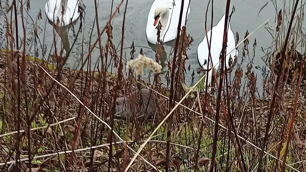 Bitka nutrije in labodov na Kose&scaron;kem bajerju