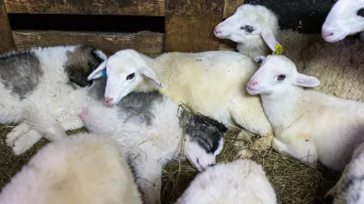 ﻿- drobnica - ovce- prvo leglo projektnih pastirskih psov pasme tornjak - mladiči iz delovne linije rodovniških pastirskih psov, ki so jo vzpostavili v okviru mednarodnega projekta Life DinAlp Bear- 28.02.2017 - Juršče v Občini Pivka - Ekološka kmetija Sedmak - reja drobnice na prostem - primer dobre prakse uporabe pastirskih psov za varovanje drobnice pred velikimi zvermi -//FOTO: Matjaž Rušt