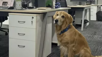 Psiček Denver je svojo službo vzel zelo resno. Foto: zajem zaslona