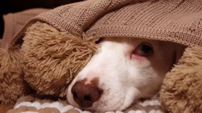 SICK OR SCARED DOG COVERED WITH A WARM TASSEL BLANKET