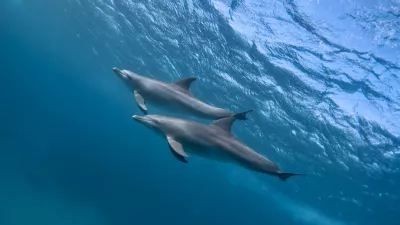 Two indic bottlenose dolphins (tursiops aduncus) swimming in the ocean