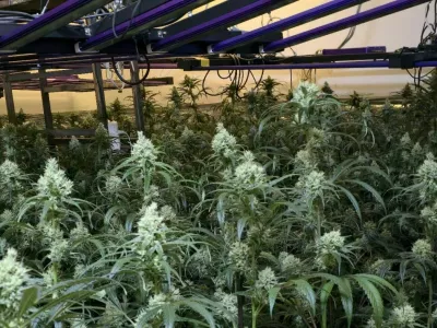 Ljubljanski kriminalisti so v hi&scaron;ni preiskavi zasegli 400 sadik konoplje. 