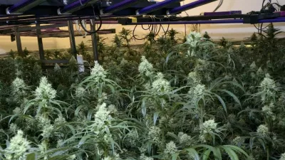 Ljubljanski kriminalisti so v hi&scaron;ni preiskavi zasegli 400 sadik konoplje. 