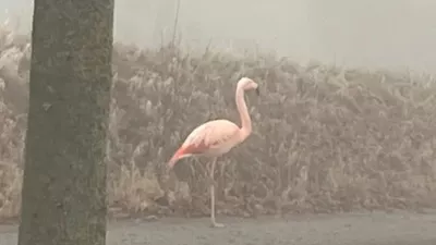 Neobičajen prizor / Foto: Policija V Ulmu