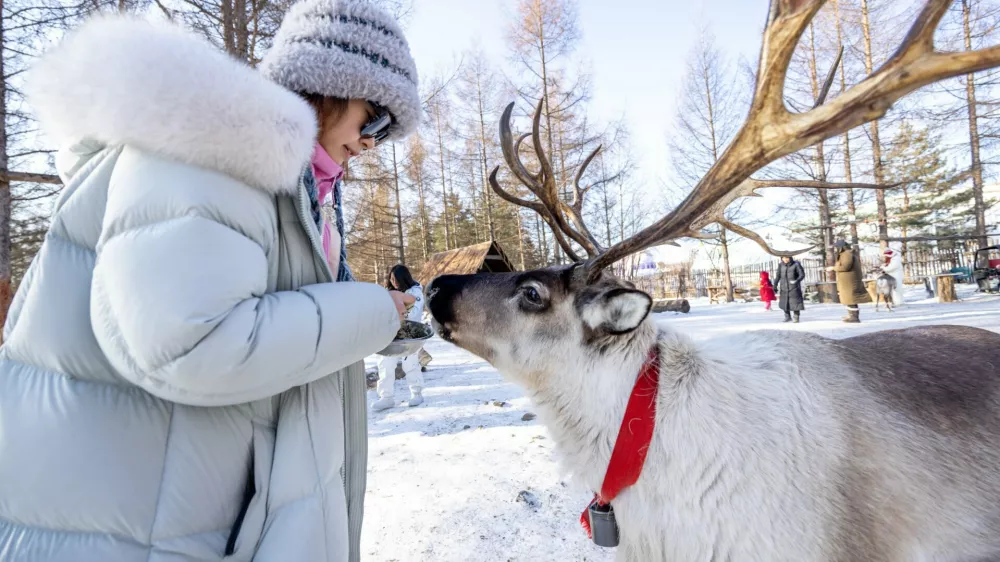 IMAGE DISTRIBUTED FOR JILIN TOURISM - Reindeer Park at the Changbai Mountain Sceneic Tourist Town in Jilin, China on Sunday, Dec. 21, 2025. (Dan Sandoval/AP Content Services for Jilin Tourism)