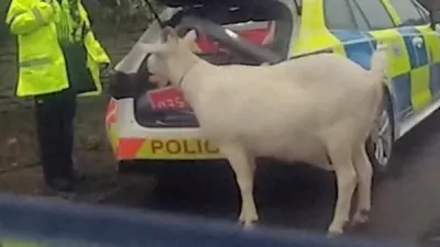 A police officer stands next to a patrol vehicle while attempting to round up a runaway goat, who reportedly was seen chasing a woman and trying to eat oranges from a Christmas wreath, near Chippenham, Wiltshire, Britain, December 18, 2025, in this screengrab taken from a handout video. Wiltshire Police/Handout via REUTERS  THIS IMAGE HAS BEEN SUPPLIED BY A THIRD PARTY. MANDATORY CREDIT.