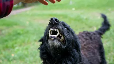 Nevaren pes kaže zobe