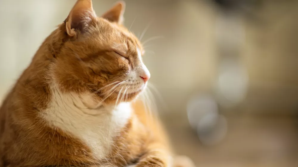 Mačka med počivanjem / Foto: Istock