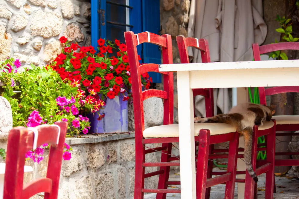 Tudi gr&scaron;ke mačke vedo, da je tako bolje. / Foto: Istock