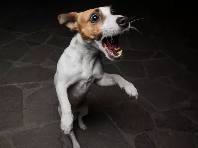 Funny Jack Russell Terrier dog catches dry food on the fly