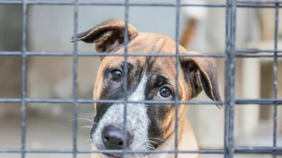 Shelter for homeless dogs, waiting for a new owner