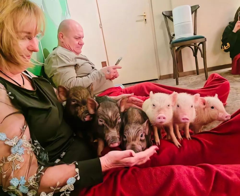 Pra&scaron;ičkov ni dovoljeno hraniti, loviti ali kakorkoli vznemirjati, božanje pa je dovoljeno le, če se žival sama približa. F MiniPig Cafe