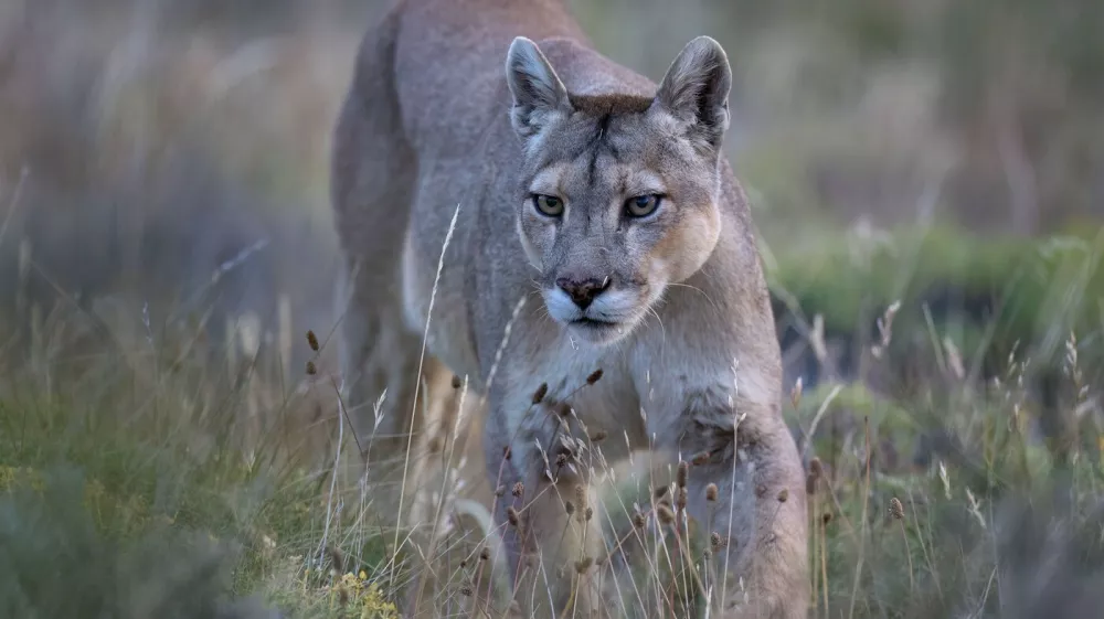 Image: 1017634606, License: Rights-managed, Restrictions:, Model Release: no