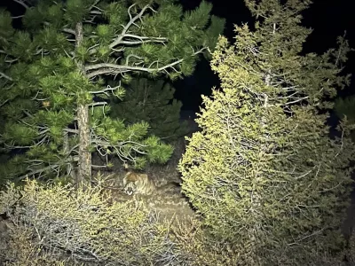 This photo provided by Gary Messina shows a mountain lion in the brush between two trees along the Crosier Mountain trail in the Arapaho and Roosevelt National Forests near Glen Haven, Colo., on Nov 11, 2025. (Gary Messina via AP)