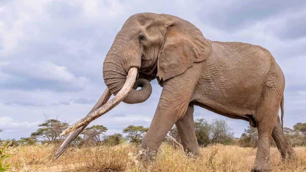 This undated photo shows Craig, the iconic elephant with super tusks, died from natural causes on Saturday, Jan. 3, 2026 in Amboseli National Park, Kenya. (Kenya Wildlife Service via AP)