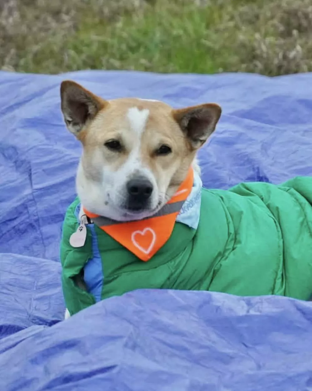 Aloka si rad vzame čas tudi za počitek. Najraje v času molitve. Foto: FB/Aloka the Peace Dog