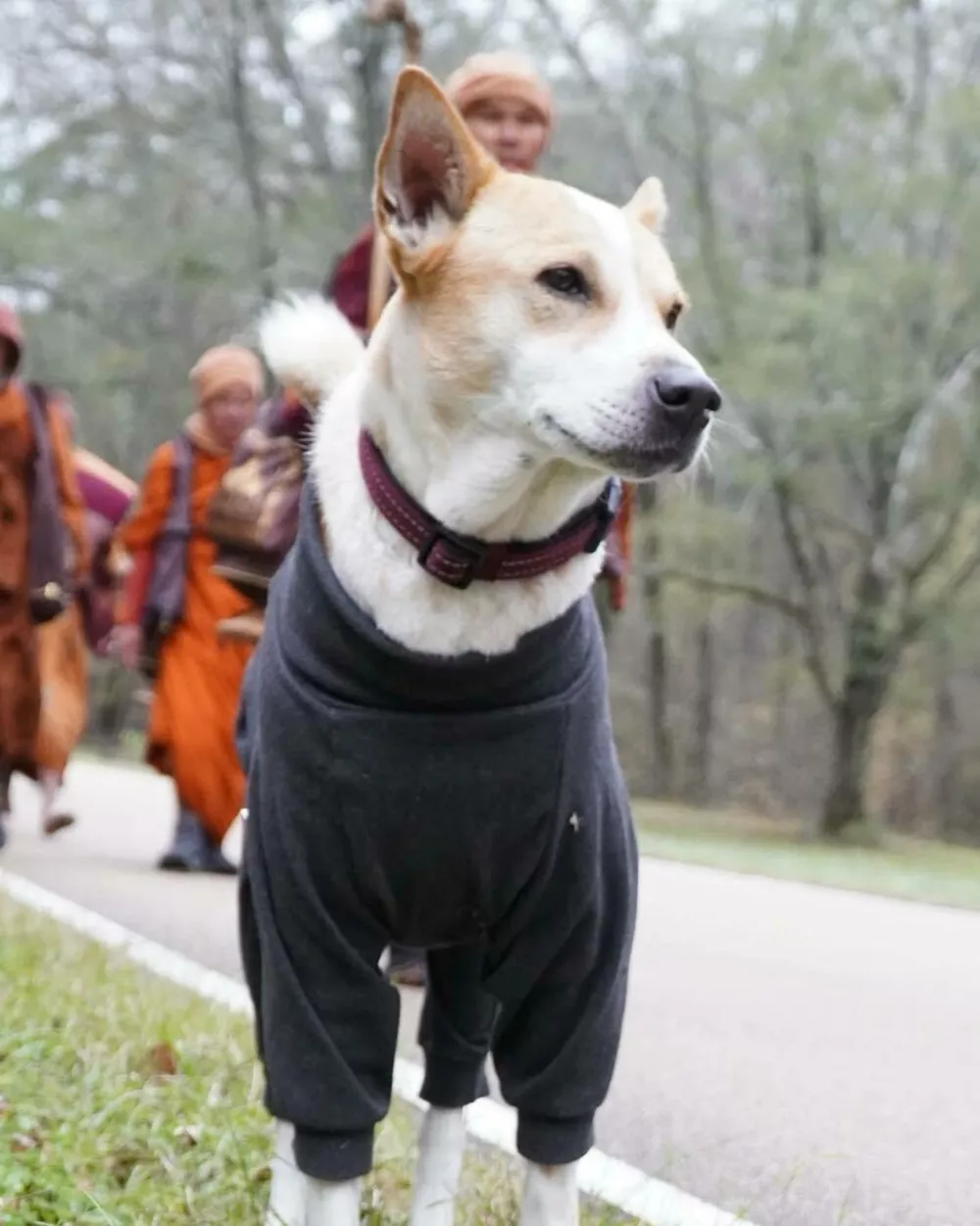 ker je na poti mraz so ga menih primerno oblekli. Foto: FB/Aloka the Peace Dog