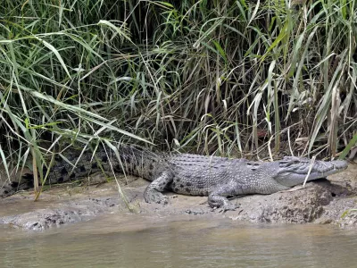 Krokodil im Daintree River, Cairns, Queensland, Australien, Australia, Regenwald, Rainforest, Salzwasserkrokodil, Saltwater crocodile, Krokodil, Crocodile, Saltie, Reptil, Reptile, Wildtier, Wildlife, Fluss, River, Mangroven, Mangroves, Natur, Nature, Abenteuer, Adventure, Safari, Bootstour, River cruise, Gefahr, Danger, Raubtier, Predator, Tropen, Tropics, Nationalpark, National park, &Ouml;kotourismus, Ecotourism, Fotomotiv, Photo spot *** Crocodile in the Daintree River, Cairns, Queensland, Australia, Rainforest, Rainforest, Saltwater crocodile, Crocodile, Crocodile, Saltie, Reptile, Reptile, Wild animal, Wildlife, River, River, Mangroves, Nature, Adventure, Safari, Boat tour, River cruise, Danger, Predator, Tropics, National park, Natio,Image: 1030573298, License: Rights-managed, Restrictions: imago is entitled to issue a simple usage license at the time of provision. Personality and trademark rights as well as copyright laws regarding art-works shown must be observed. Commercial use at your own risk., Model Release: no