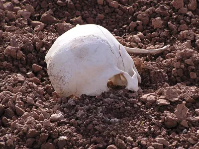 lobanja zemlja glava