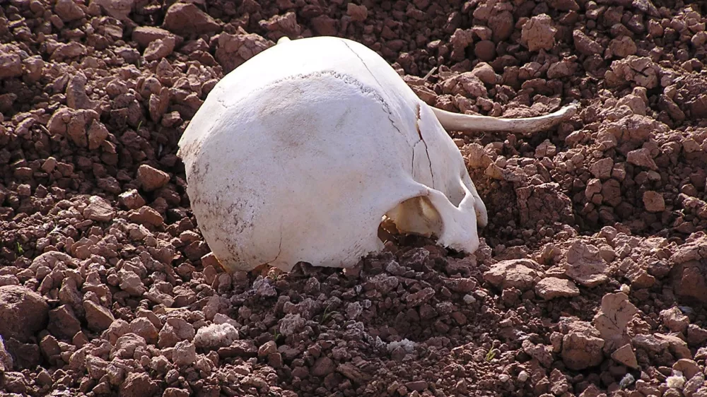 lobanja zemlja glava