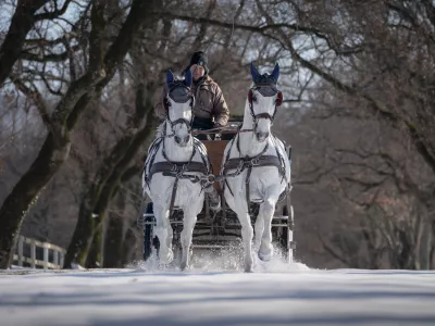 &raquo;Driftanje&laquo; Mitje Mahorčiča, kočijaža in aktualnega državnega prvaka v vožnji dvovpreg. Foto: Kobilarna Lipica 