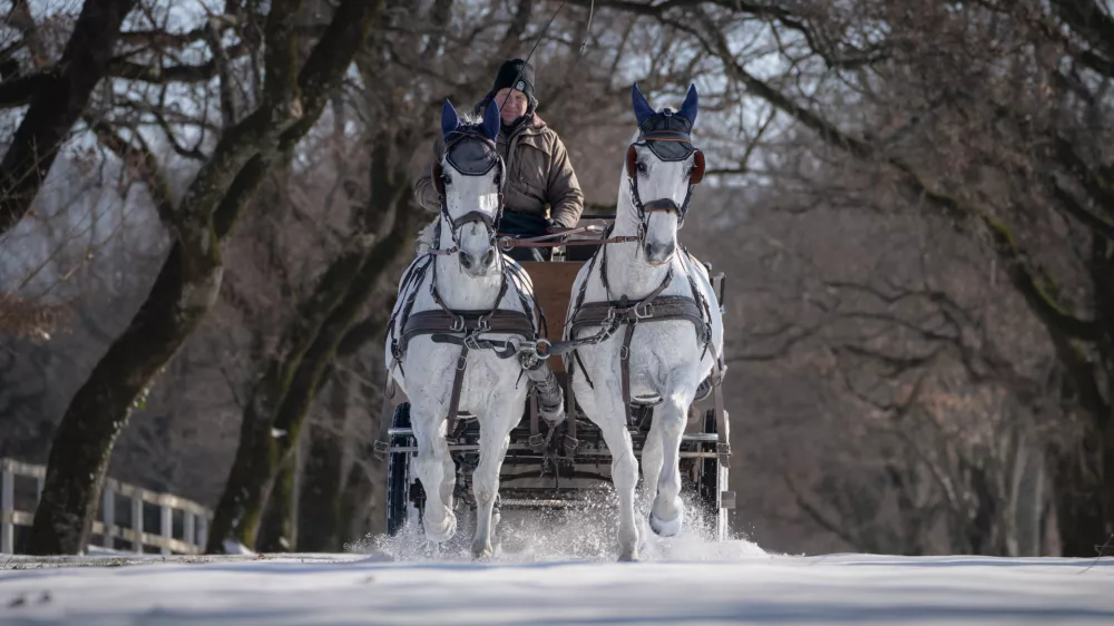 &raquo;Driftanje&laquo; Mitje Mahorčiča, kočijaža in aktualnega državnega prvaka v vožnji dvovpreg. Foto: Kobilarna Lipica 