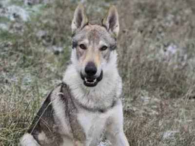 Kužka Akija i&scaron;čejo že nekaj tednov. 