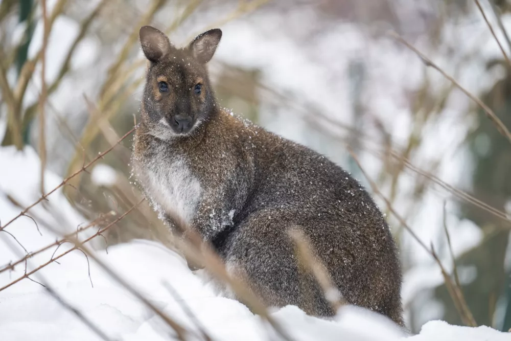 kenguru09.01.2026 ZOO Živalski vrt Ljubljana - živali pozimiFOTO: Nik Erik Neubauer