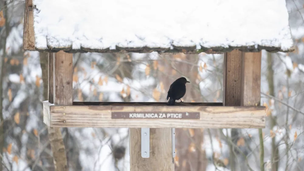 krmilnica za ptice09.01.2026 ZOO Živalski vrt Ljubljana - živali pozimiFOTO: Nik Erik Neubauer / Foto: Nik Erik Neubauer