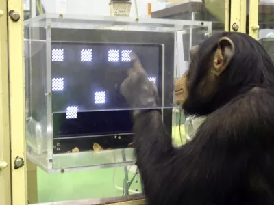 ** EMBARGOED UNTIL NOON, MONDAY, DEC. 3, 2007 **This photo provided by the Primate Research Institute in Kyoto, Japan, show a chimpanzee named Ayumu as he performs the second stage of a memory test in which he must recall the location on a touch sensitive monitor of numerals that have changed to squares, Dec. 13, 2006, at the Institute in Kyoto. (AP Photo/Primate Research Institute, Kyoto/Tetsuro Matsuzawa)