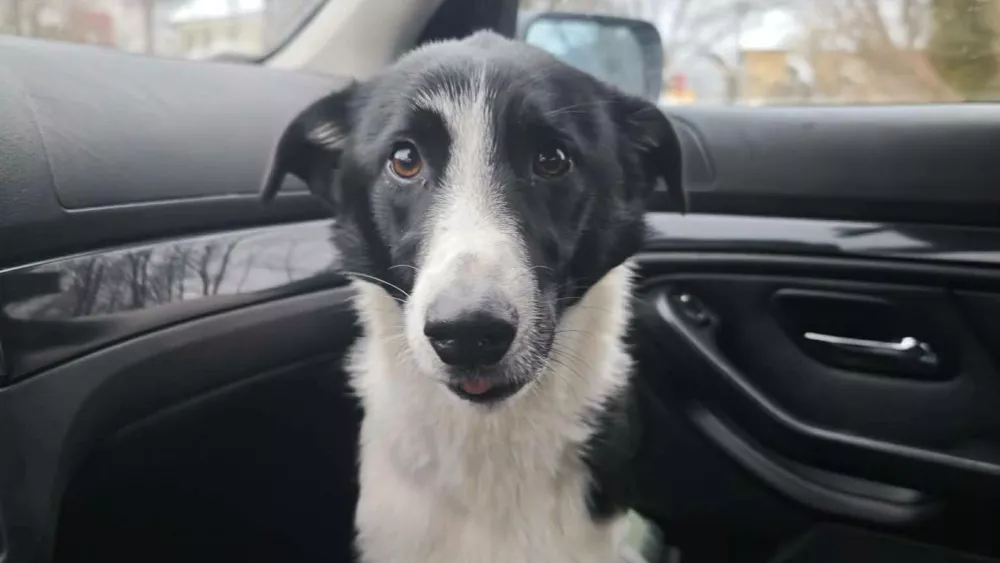 Po &scaron;estih dneh je psička Eli na&scaron;la pot domov. Foto: Facebook