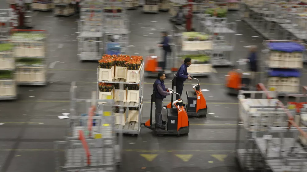 - Nizozemska 2011 - borza cvetja Aalsmeer - največja dražba cvetja na svetu, skladi&scaron;če - viličar /FOTO: Bojan Velikonja OPOMBA: ZA OBJAVO V PRILOGI &ndash; DNEVNIKOV OBJEKTIV - REPORTAŽA 2011