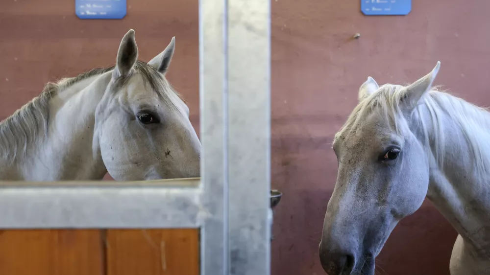 - 11.10.2024 - dan odprtih vrat Postaje konjeni&scaron;ke policije Ljubljana ob 50-letnici ustanovitve, na katerem so si obiskovalci lahko ogledali policijske konje in opremo, ter potek oskrbe in kak&scaron;no je delo s konji v policiji nasploh //FOTO: Jaka Gasar