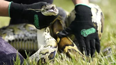 FILE - A Burmese python is held during a safe capture demonstration on June 16, 2022, in Miami. (AP Photo/Lynne Sladky, File)