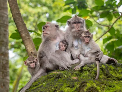 Macaque monkeys at Ubud Monkey Forest Sanctuary in Ubud, Bali, Indonesia.